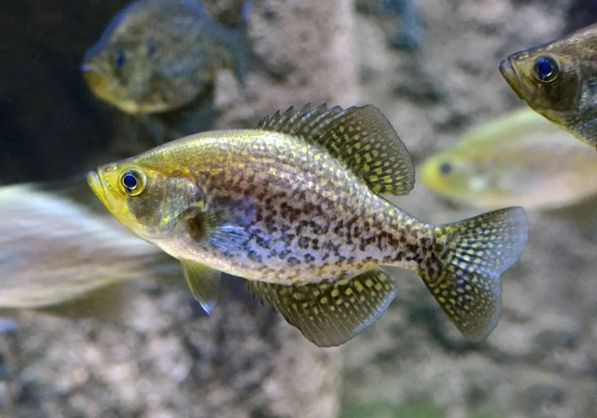 开云入口-布洛芬缓释胶囊的功效与作用